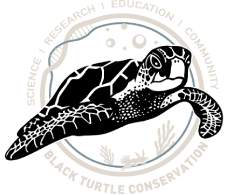 Black Turtle Conservation