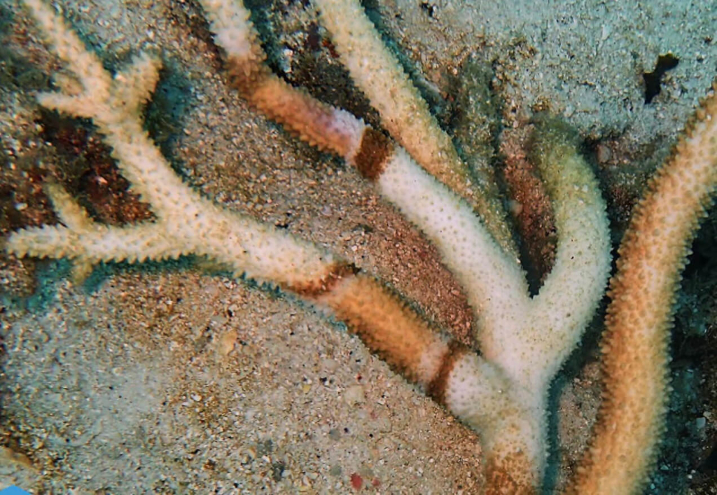 Bleached coral branch showing disease patterns used for training during the Coral Disease course at Black Turtle Conservation in Koh Tao, Thailand.
