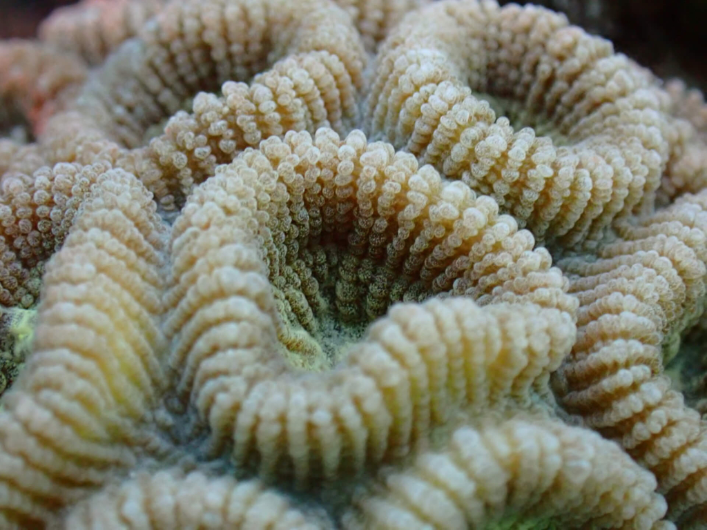 blackturtleconservation.com-coral-macro-closeup-ecological-monitoring-program-on-koh-tao-thailand Close-up of a healthy brain coral colony photographed during the Ecological Monitoring Program (EMP) with Black Turtle Conservation in Koh Tao, Thailand.