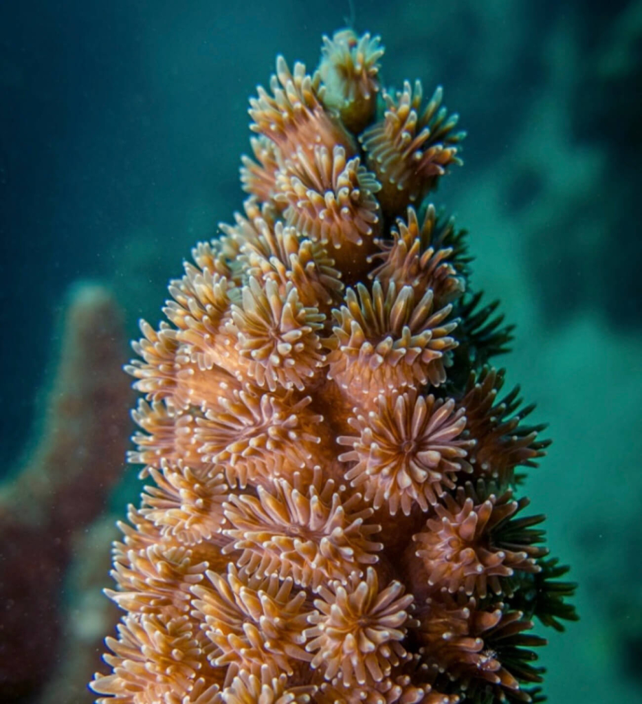 Close-up photo of branching coral polyps used in the Coral Taxonomy I course at Black Turtle Conservation, Koh Tao, Thailand.
