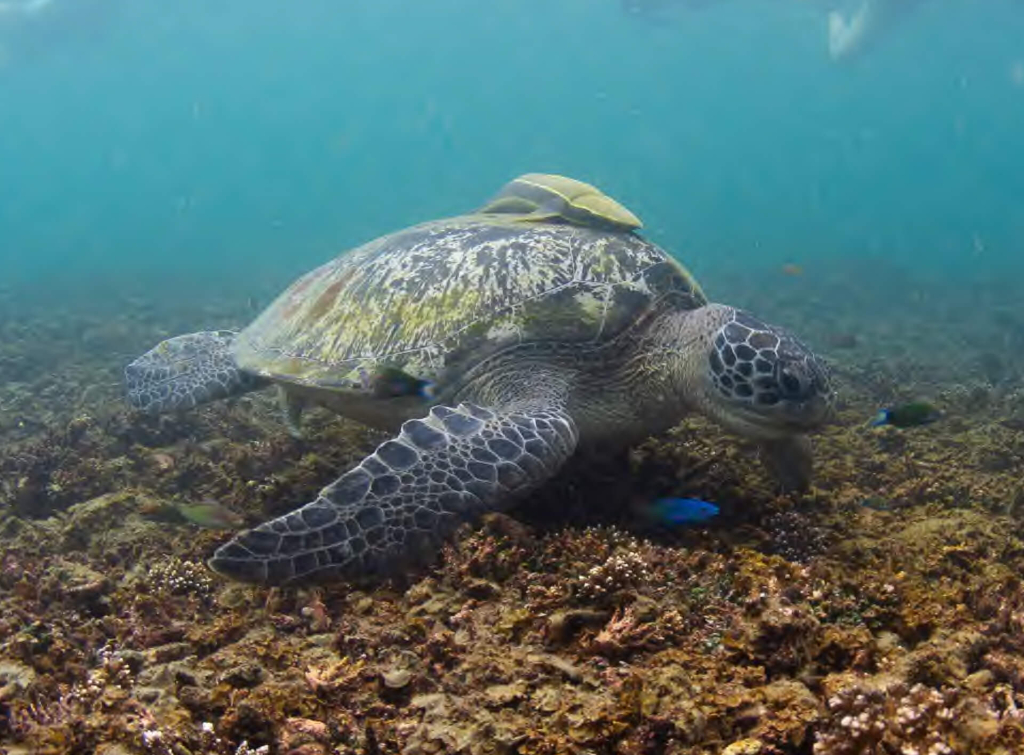 Green sea turtle resting on a coral reef while snorkelers observe from the surface during the Sea Turtle Ecology and Identification course at Black Turtle Conservation, Koh Tao, Thailand.