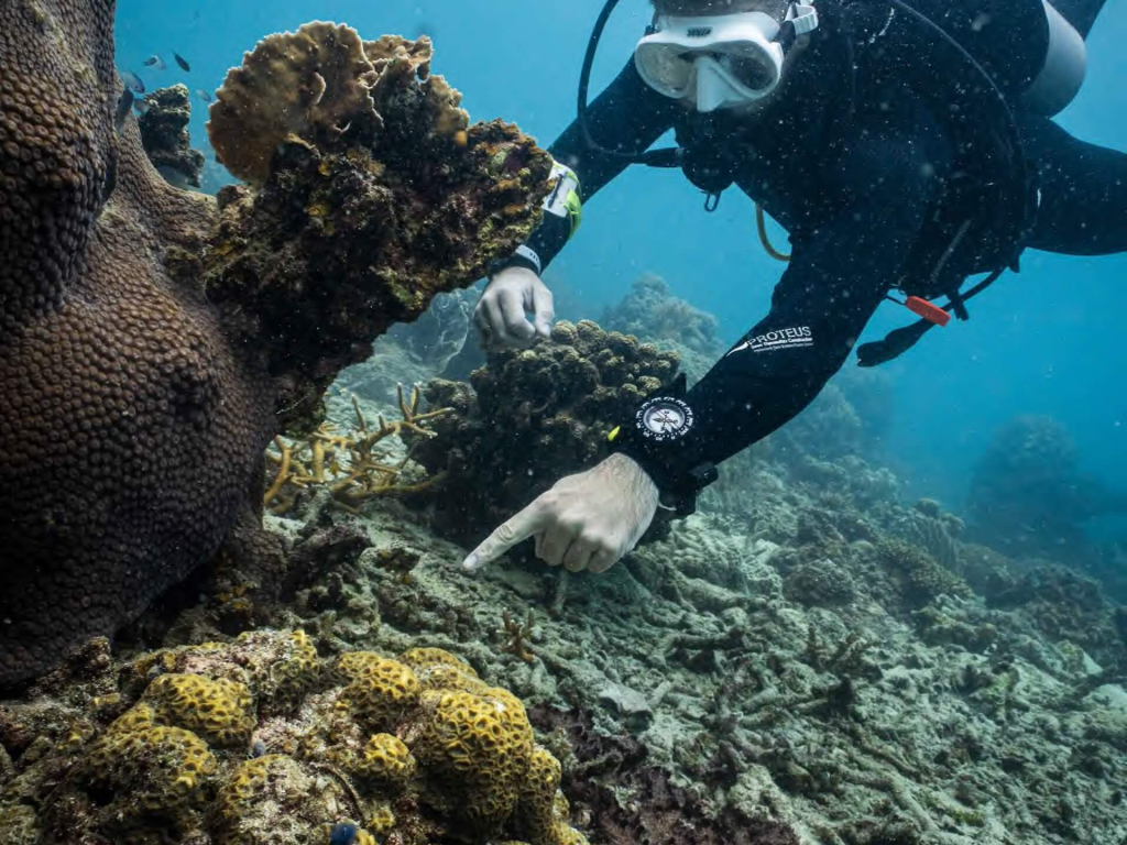 blackturtleconservation.com-advanced-coral-identification-research-dive-koh-tao-thailand Marine researcher documenting coral species variations during the Advanced Coral Taxonomy course at Black Turtle Conservation, Koh Tao, Thailand.