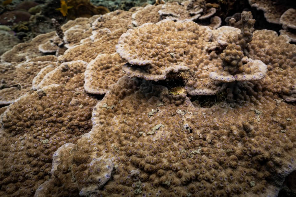 blackturtleconservation.com-advanced-coral-taxonomy-course-koh-tao-thailand Advanced Coral Taxonomy student examining coral growth forms during an underwater research dive at Black Turtle Conservation, Koh Tao, Thailand.