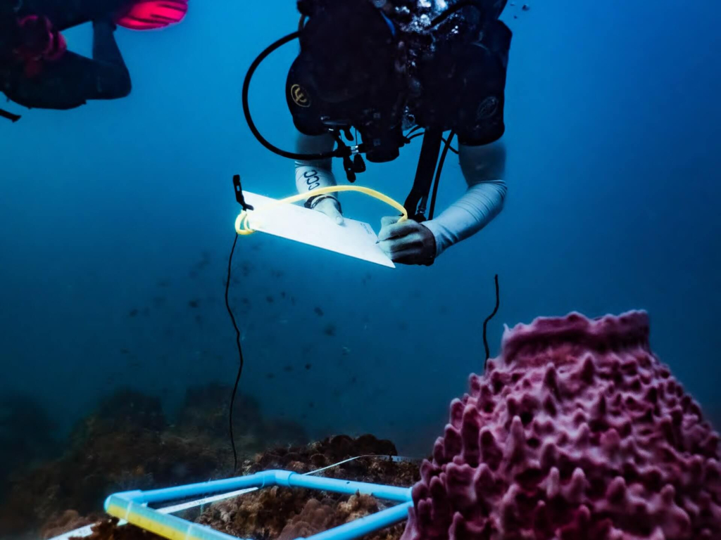 Marine conservation diver preparing to deploy a surface marker buoy during Advanced Ecological Monitoring Program training dives in Koh Tao.