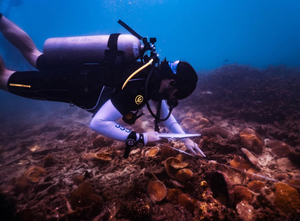 Marine conservation diver measuring transect line distance while conducting coral reef surveys during the Advanced Ecological Monitoring Program in Koh Tao.
