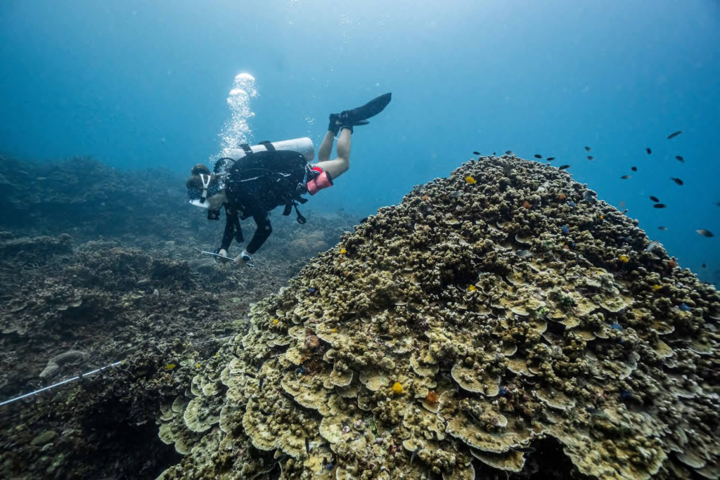 blackturtleconservation.com-advanced-ecological-monitoring-program-diver-surveying-coral-reef-koh-tao Advanced Ecological Monitoring Program diver conducting a reef health assessment and data collection survey at a coral reef site in Koh Tao.
