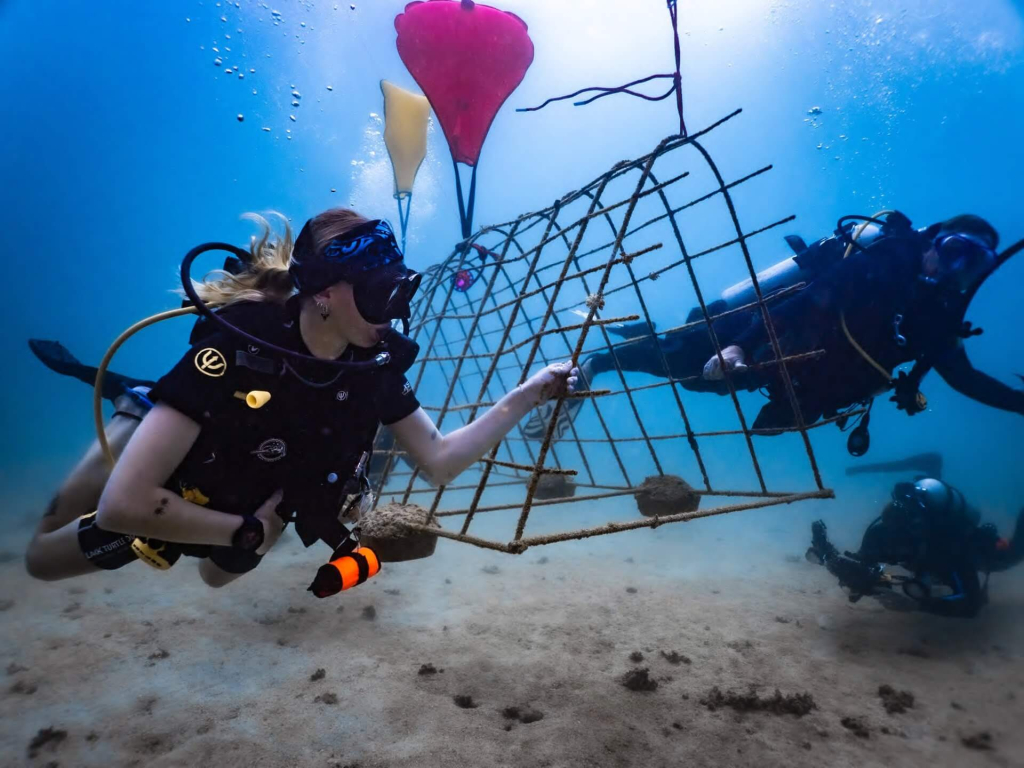 Divers installing artificial reef structures underwater during a hands-on marine conservation training session in Koh Tao, Thailand.