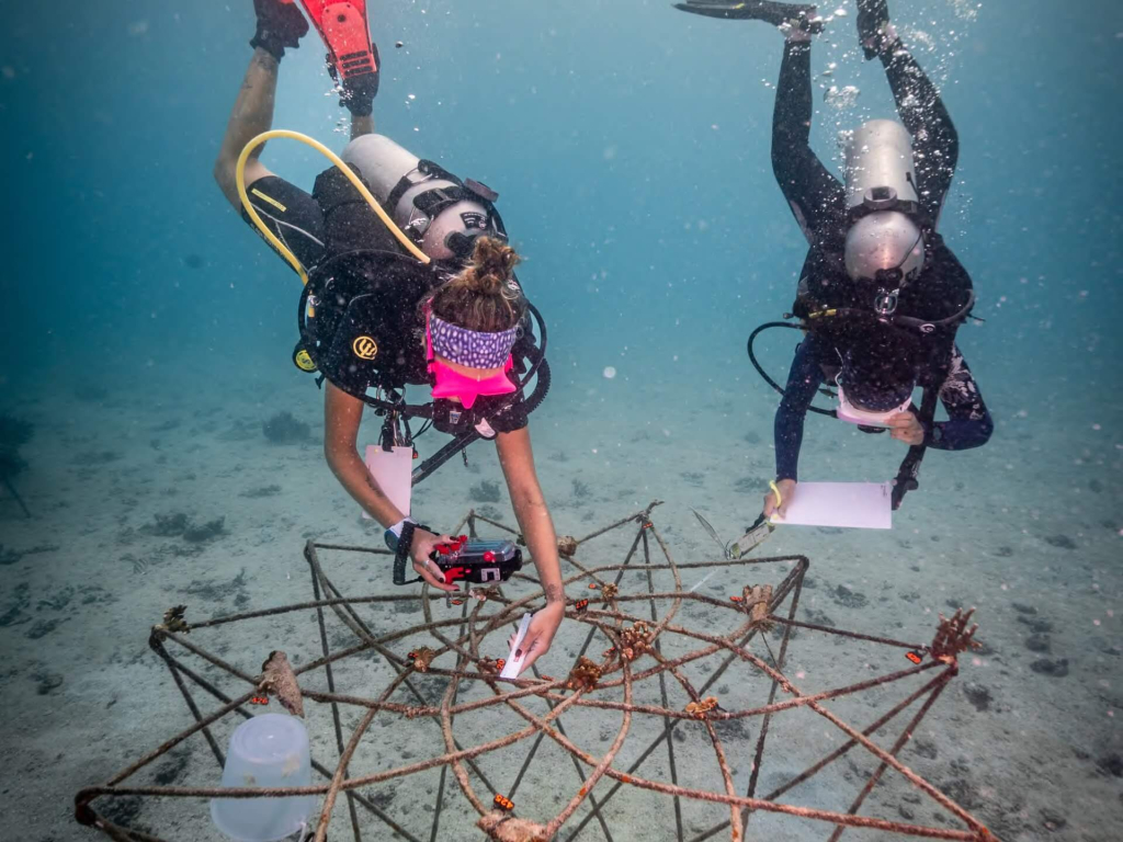 Coral restoration students working on artificial reef module installation and coral attachment under DMCR-approved restoration projects in Koh Tao, Thailand.