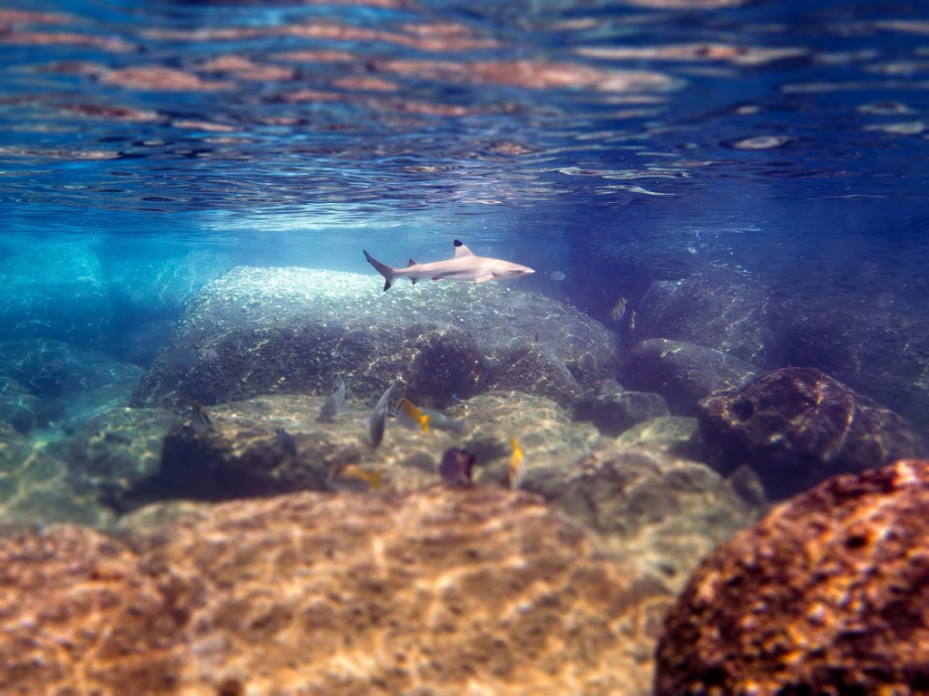 Blacktip reef shark swimming above coral reef during shark monitoring research dives at Black Turtle Conservation, Koh Tao, Thailand.