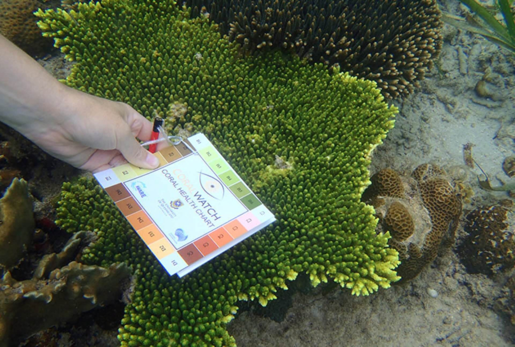 blackturtleconservation.com-citizen-science-reef-monitoring-program-icon-koh-tao Citizen science reef monitoring program icon representing underwater surveys and marine conservation data collection in Koh Tao.
