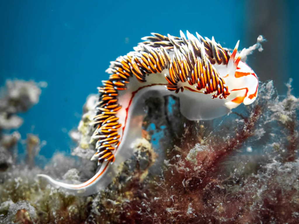 Marine conservation students improving underwater species identification and reef awareness during the Conservation Specialist program in Koh Tao.