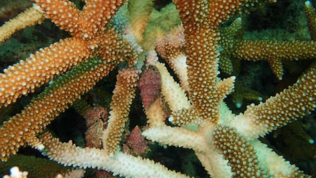 blackturtleconservation.com-coral-predation-tissue-loss-and-bleaching-acropora-koh-tao Coral colony showing fresh tissue loss and bleaching caused by corallivorous predators, documented during coral health monitoring in Koh Tao.
