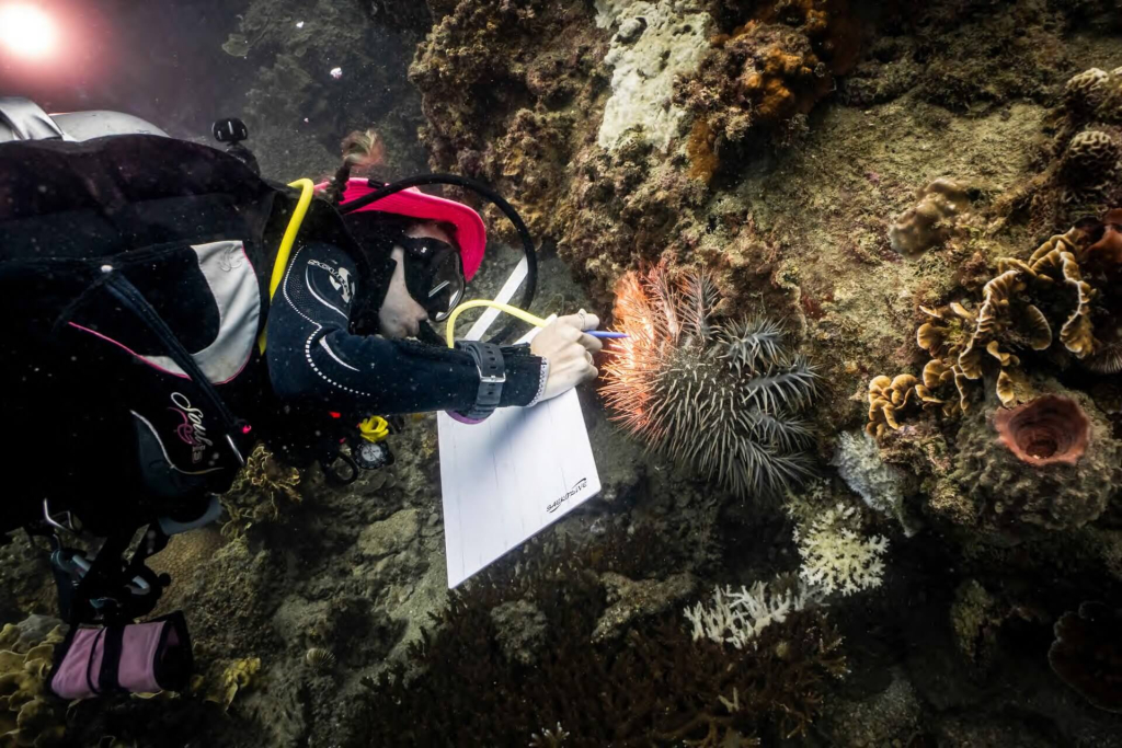 blackturtleconservation.com-coral-predators-student-surveying-acanthaster-sea-star-koh-tao Conservation student conducting a field survey and recording data on a Crown-of-Thorns sea star (Acanthaster planci) during underwater training in Koh Tao.