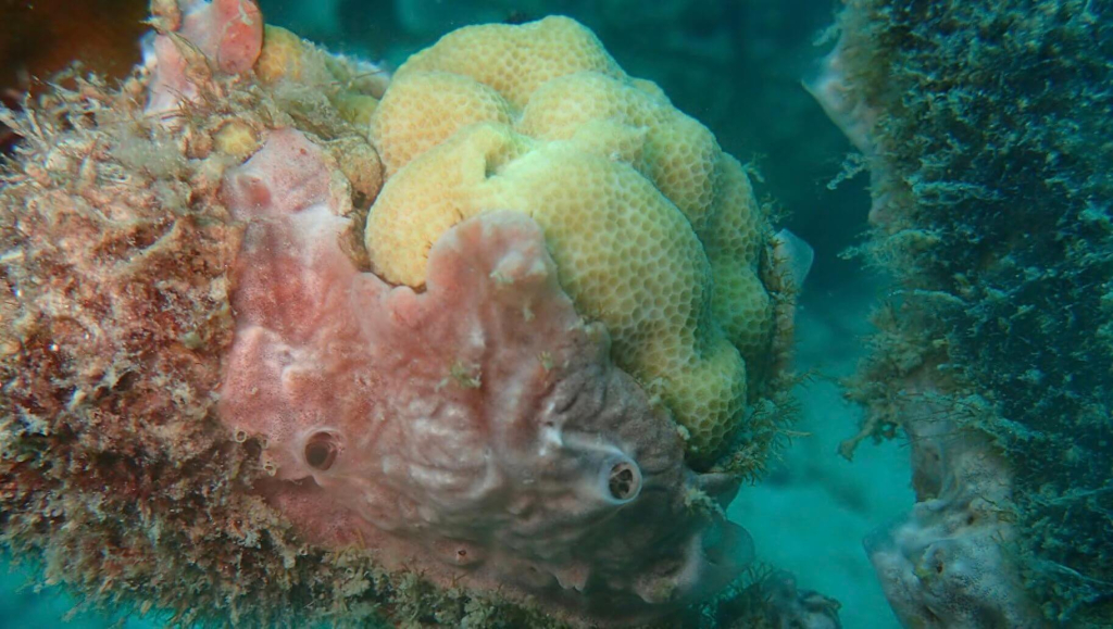 blackturtleconservation.com-coral-reef-ecosystem-koh-tao-thailand-biodiversity-survey Healthy coral reef ecosystem with diverse fish species recorded during coral disease and reef health monitoring in Koh Tao, Thailand.