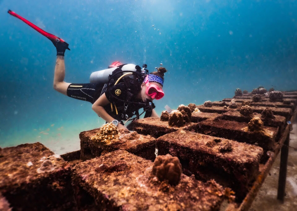 Diver restoring corals by attaching fragments on artificial reef structures during the Coral Restoration course with Black Turtle Conservation in Koh Tao, Thailand.