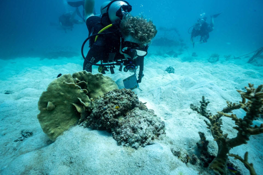 blackturtleconservation.com-coral-taxonomy-and-identification-dive-course-koh-tao-thailand Diver studying coral morphology during a Coral Taxonomy and Identification dive at Black Turtle Conservation, Koh Tao, Thailand.
