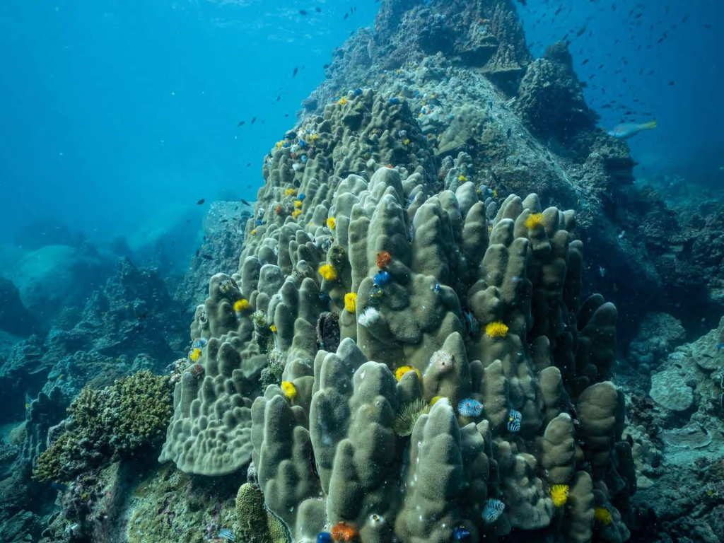 Marine conservation student studying coral morphology during the Coral Taxonomy course at Black Turtle Conservation, Koh Tao, Thailand.