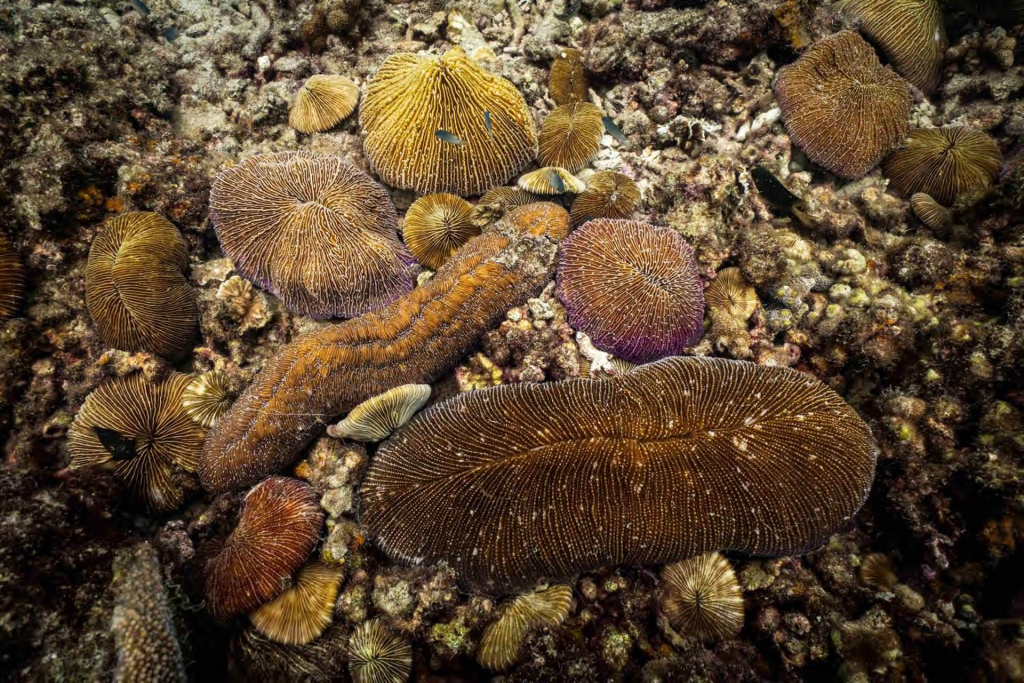 Advanced coral taxonomy divers analyzing reef diversity as part of a marine research dive with Black Turtle Conservation, Koh Tao, Thailand.