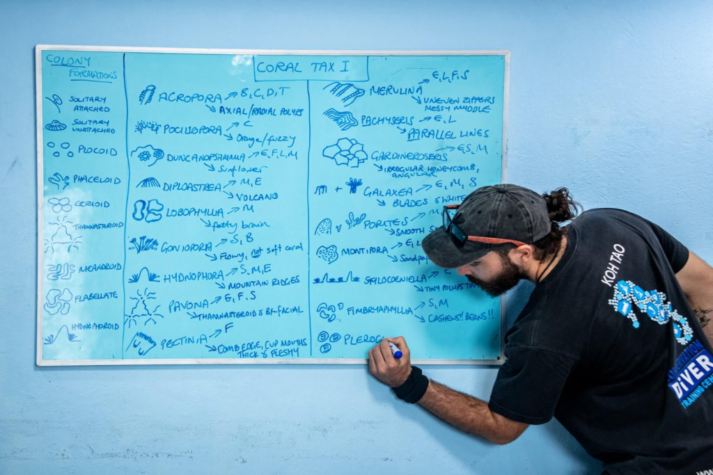 Diver identifying coral species underwater during the Coral Taxonomy training course at Black Turtle Conservation, Koh Tao, Thailand. Identification course at Black Turtle Conservation in Koh Tao, Thailand.