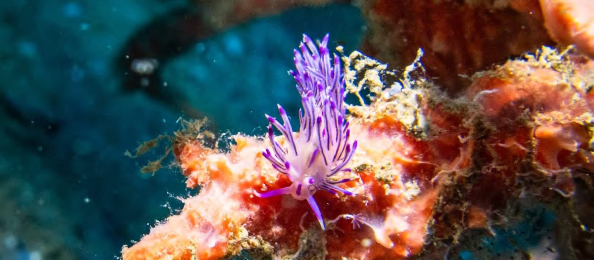Colorful Coryphellina nudibranch feeding on a coral reef in Koh Tao, Thailand, during a marine biodiversity survey.