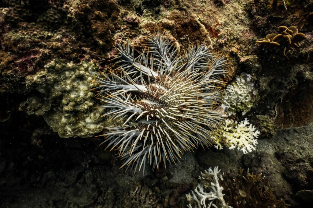 Crown-of-Thorns sea star observed feeding on coral reef substrate during Coral Predators monitoring dives in Koh Tao