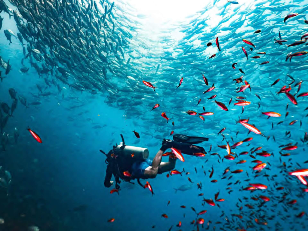 Divemaster with marine conservation training conducting advanced reef surveys during an eco diving program in Koh Tao.