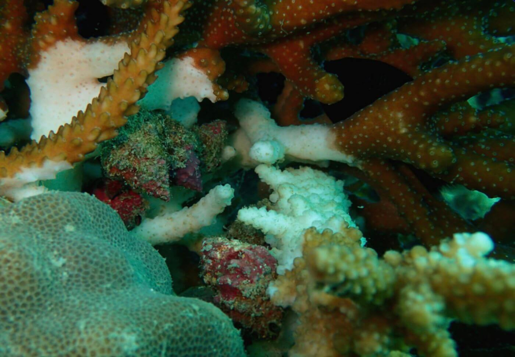 blackturtleconservation.com-drupella-snails-coral-predation-on-acropora-koh-tao-thailand Close-up of Drupella snails feeding on Acropora coral branches, showing characteristic tissue loss observed during the Coral Predators course.