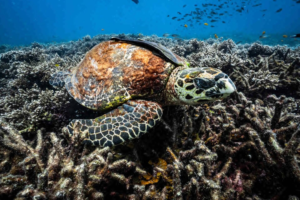Hawksbill sea turtle feeding on coral reef sponges during a marine conservation dive at Black Turtle Conservation, Koh Tao, Thailand.