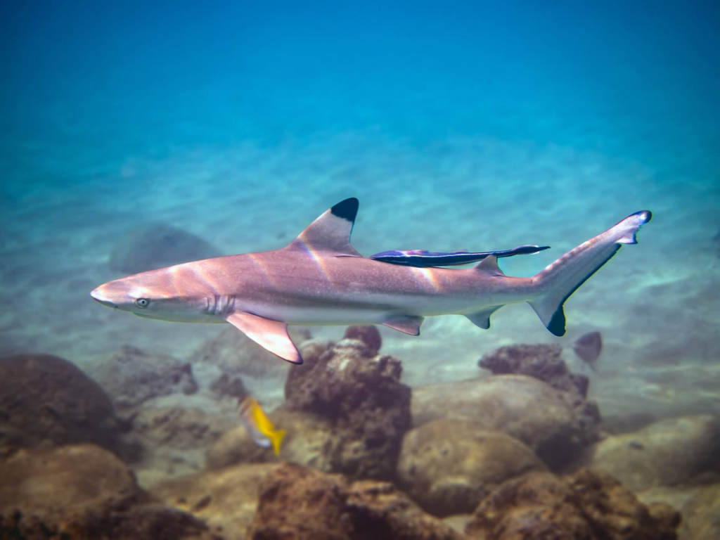 Blacktip reef shark observed during the Shark Monitoring & Population Studies module of the Master Conservationist 6-week program in Koh Tao.
