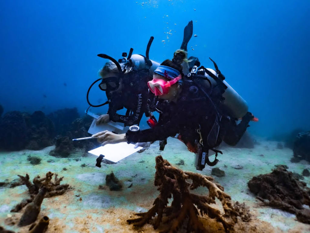 Master Conservationist trainees studying giant clam ecology and monitoring methods during a 6-week marine conservation program in Koh Tao.