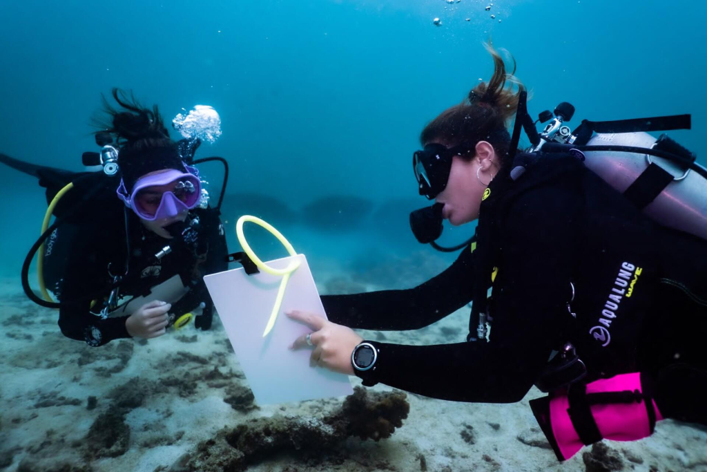 blackturtleconservation.com-master-conservationist-giant-clam-restoration-and-surveys-koh-tao Master Conservationist students conducting giant clam surveys and learning restoration techniques during conservation training dives in Koh Tao, Thailand.