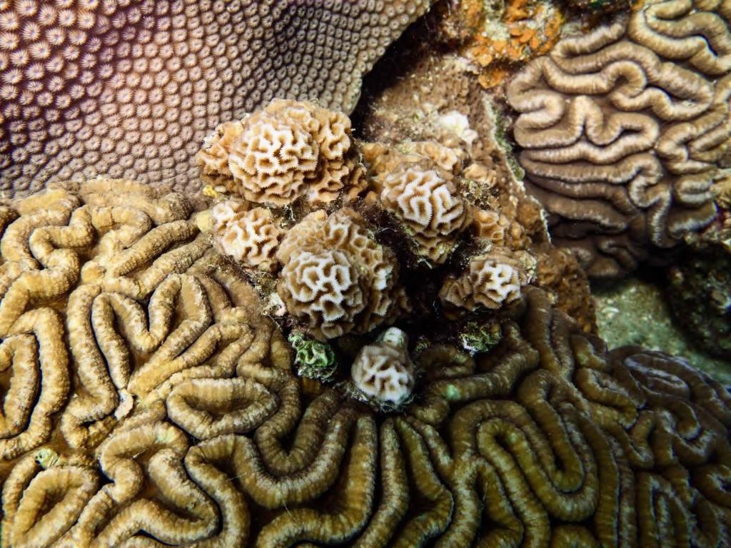 blackturtleconservation.com-padi-aware-coral-watch-coral-health-monitoring-course-koh-tao Close-up of healthy coral colonies photographed during the PADI AWARE Coral Watch Specialty course in Koh Tao, Thailand.