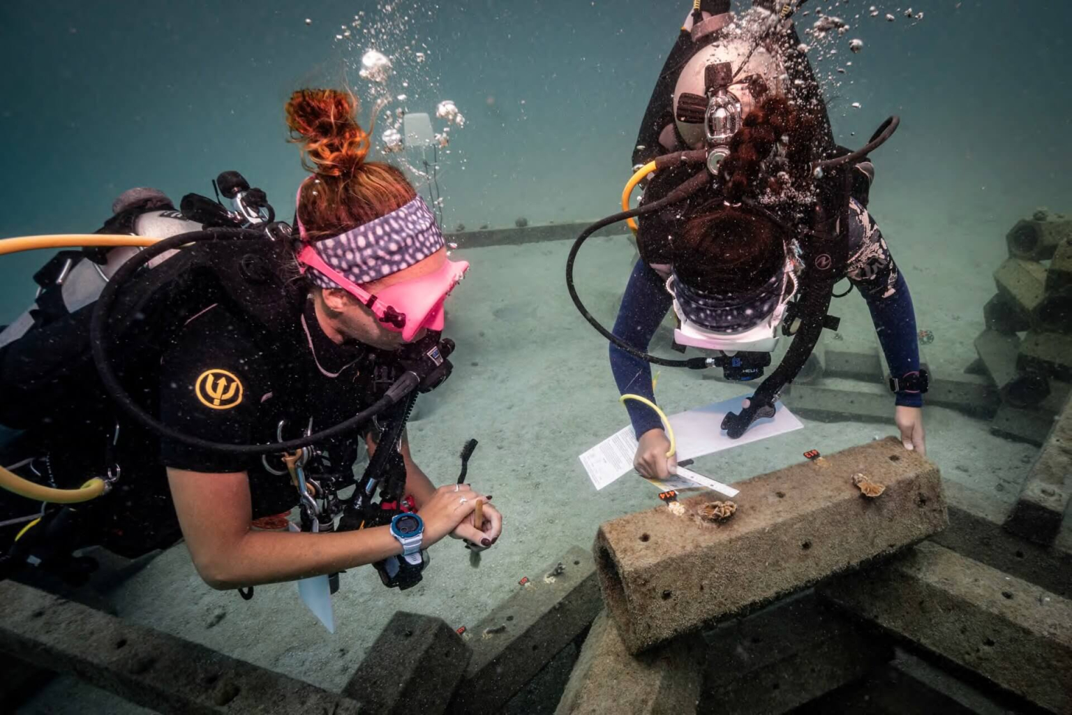 Reef Program Reef Specialist Program | Coral Restoration & Artificial Reefs