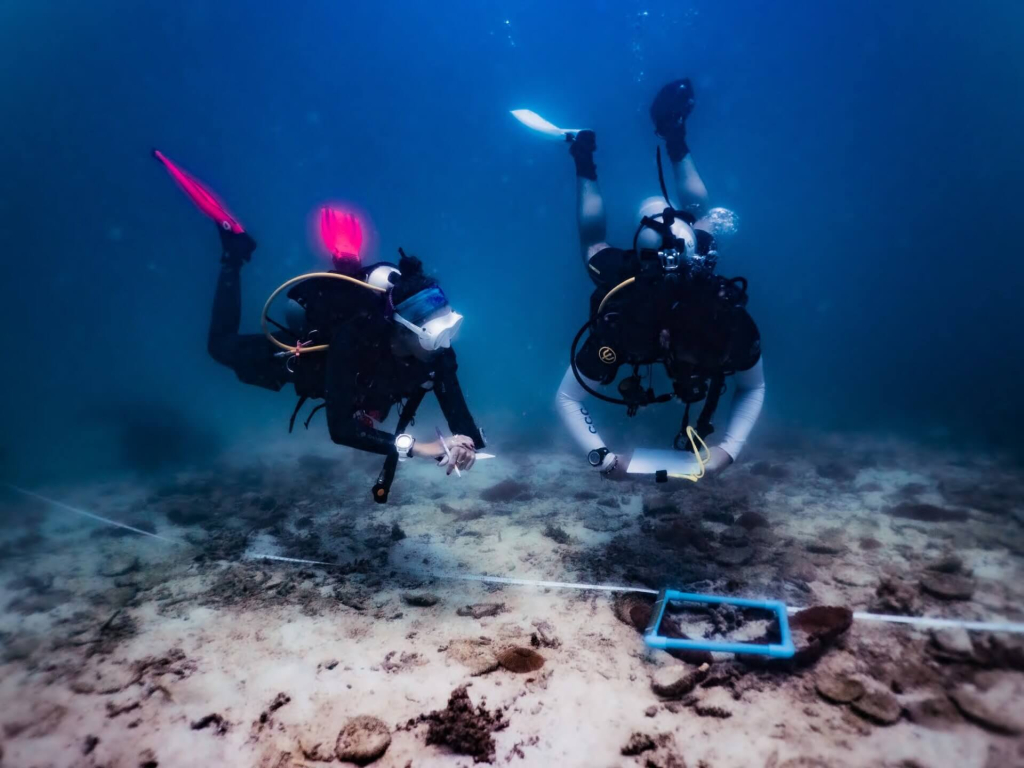 Coral colony showing tissue loss documented during coral disease monitoring dives in the Scientific Diver 8-week program in Koh Tao.