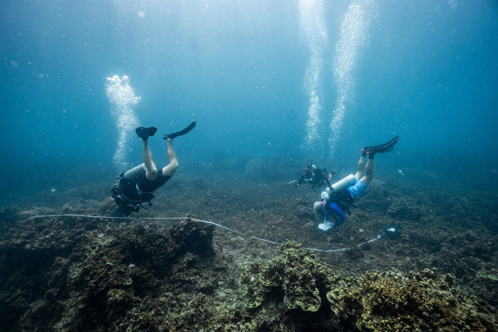Advanced ecological monitoring research training in Koh Tao, using transects and survey methods to assess reef condition and biodiversity.