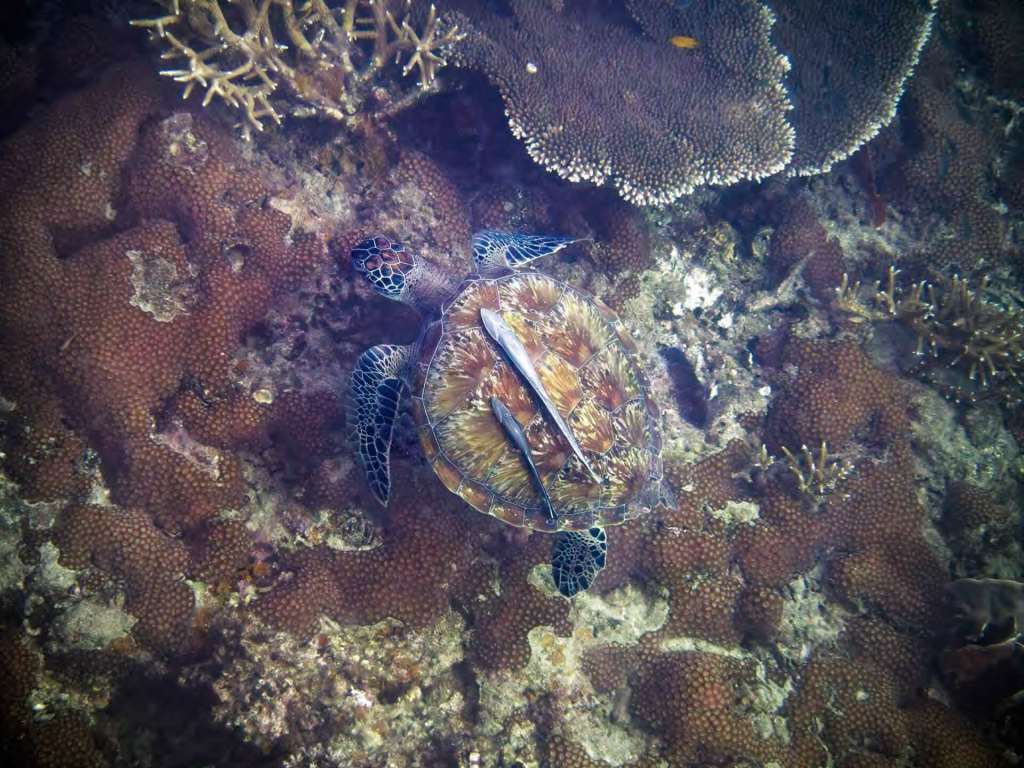 Aerial view of a sea turtle swimming above a coral reef during the Sea Turtle Monitoring course at Black Turtle Conservation, Koh Tao, Thailand.