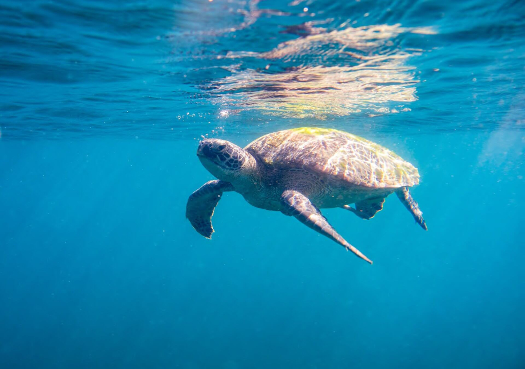Green sea turtle swimming near the surface during the Sea Turtle Ecology & Monitoring course at Black Turtle Conservation, Koh Tao, Thailand.