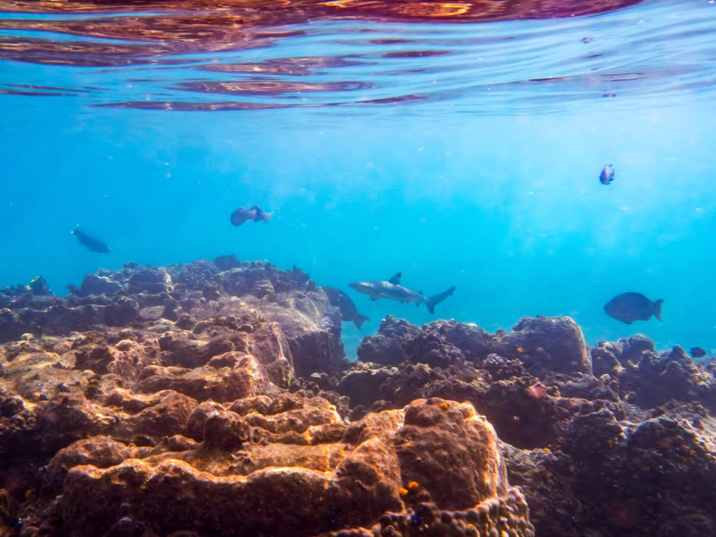 Sharks cruising along the reef during a marine conservation shark monitoring course at Black Turtle Conservation, Koh Tao, Thailand.
