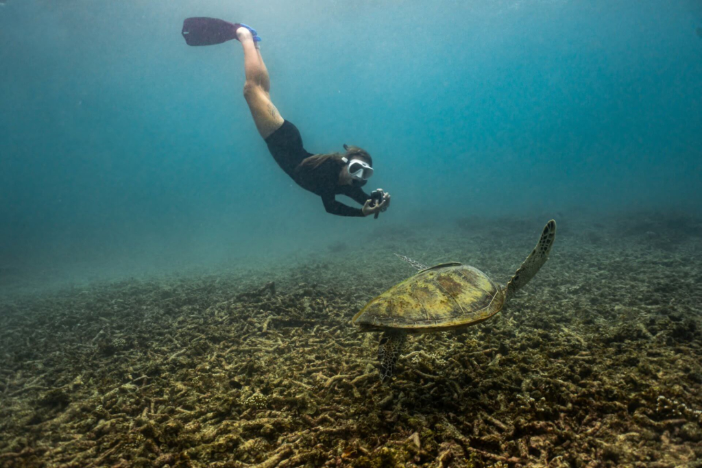 Marine conservation student documenting a sea turtle during an underwater monitoring session in Koh Tao, Thailand.