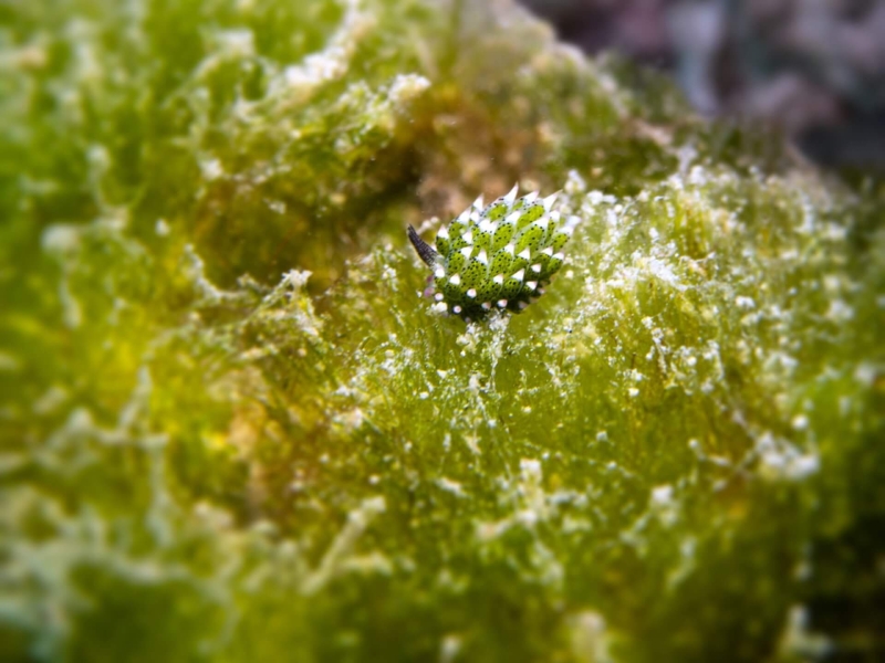 blackturtleconservation.com-community-sea-slug-survey-nudibranch-koh-tao Community sea slug and nudibranch survey dive in Koh Tao, documenting marine biodiversity through citizen science participation.