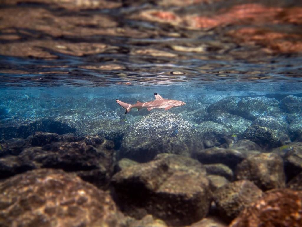 Community members taking part in a weekly shark survey in Koh Tao, contributing to ongoing marine conservation monitoring and citizen science projects.